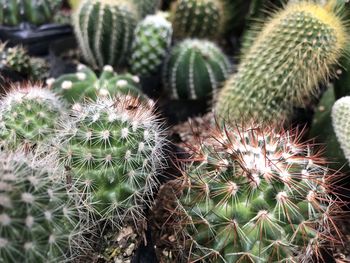 Close-up of cactus plant