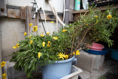 Close-up of potted plants in yard