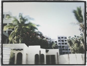 Palm trees against sky