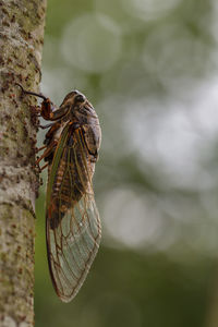 Close-up of insect on leaf