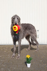 Close-up of dog standing by flowers