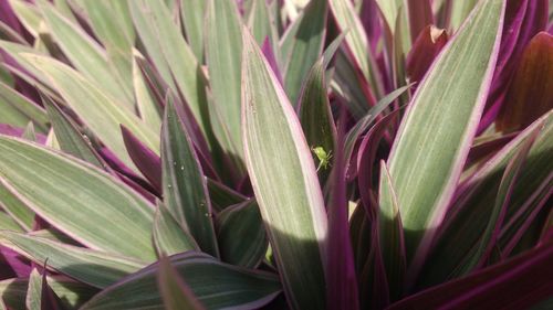 Full frame shot of plants