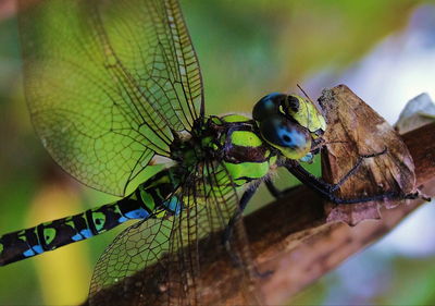 Close-up of damselfly eating butterfly 