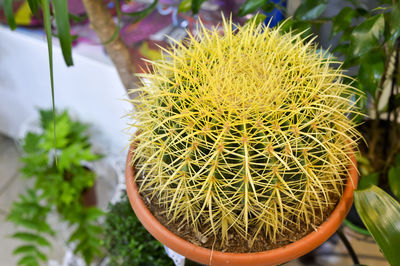 Close-up of cactus flower pot