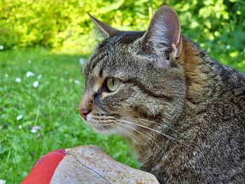 Close-up of cat