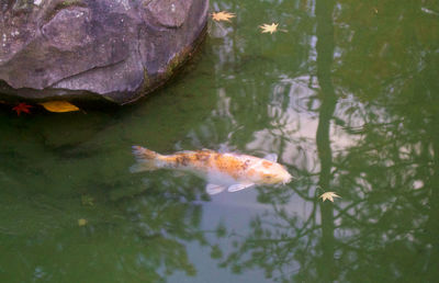 Close-up of fish swimming in water