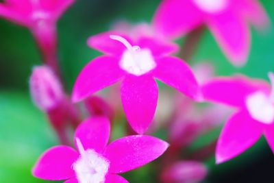 Close-up of pink flowers