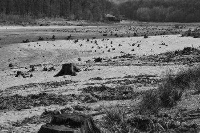 Flock of birds in the field