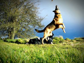 German shepherd jumping on grassy field against sky