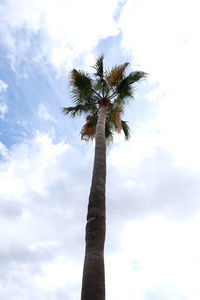 Low angle view of palm tree against sky