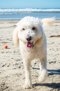 Portrait of dog on beach