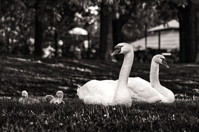 Swans on field