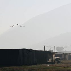 Bird flying over field against clear sky