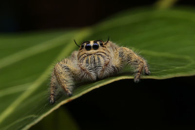 Close-up of spider on leaf