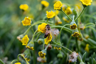 Close-up of bee pollinating on flower