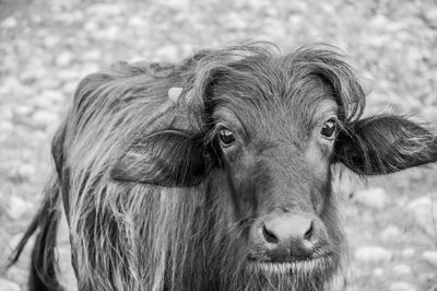 Buffalo in black and white