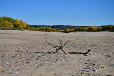 Bare tree on field against clear sky