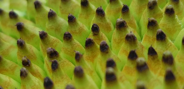 Full frame shot of bananas