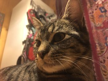 Close-up of cat looking away at home