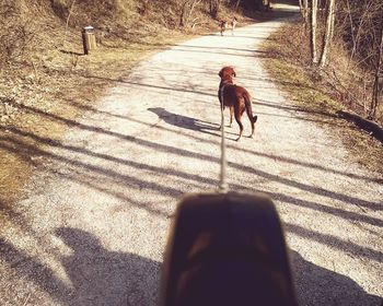 Dog standing on road