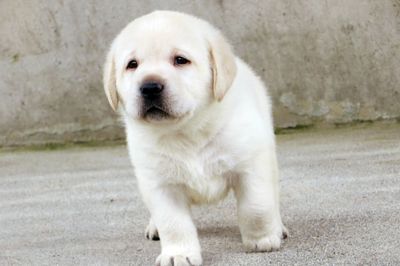 White dog looking away