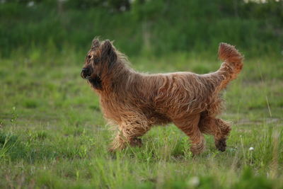 Side view of dog standing on field