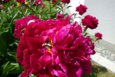 Close-up of pink flower