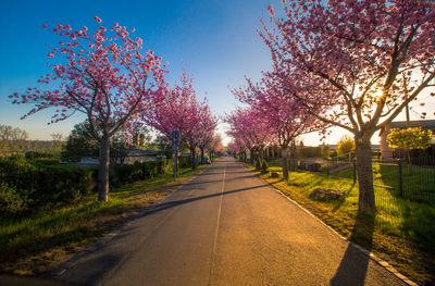 View of cherry trees along road