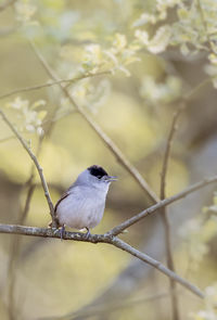Close-up of bird perching on branch