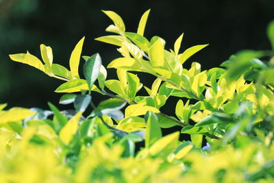 Close-up of fresh green plant leaves on field