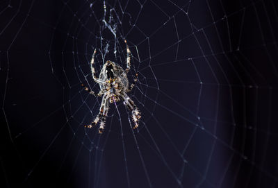 Close-up of spider web against black background