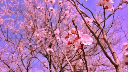 Low angle view of cherry blossoms against sky