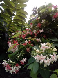 Close-up of pink flowering plants