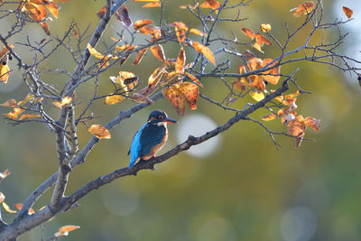 Close-up of a bird perching on a branch