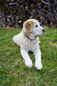 Dog on grass