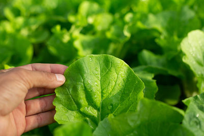 Close-up of hand holding leaves