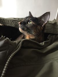 Close-up of cat sitting on sofa at home