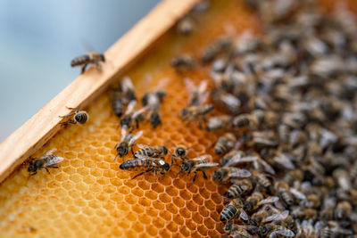 Close-up of bee on wood