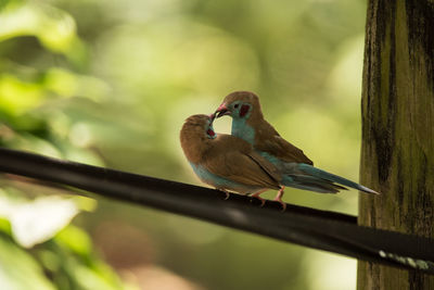 Close-up of bird perching on railing