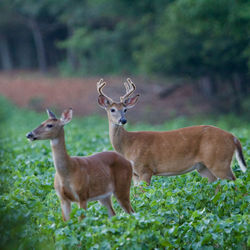 Deer standing on field