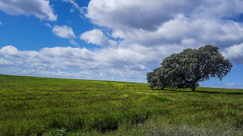 Scenic view of field against sky