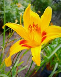 Close-up of yellow flower