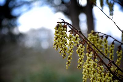 Close-up of yellow flowering plant