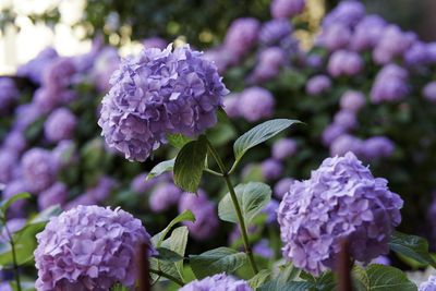 Close-up of purple hydrangea flowers