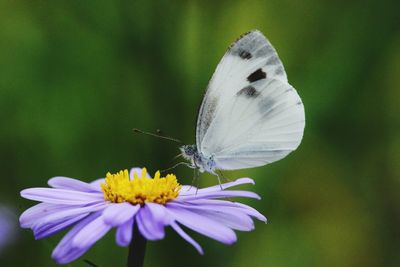 Close-up of butterfly pollinating on flower