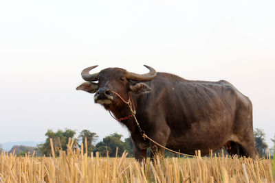View of a horse on field