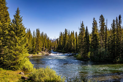 Scenic view of river amidst trees in forest against sky