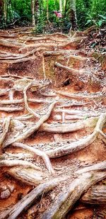 High angle view of text on wood in forest