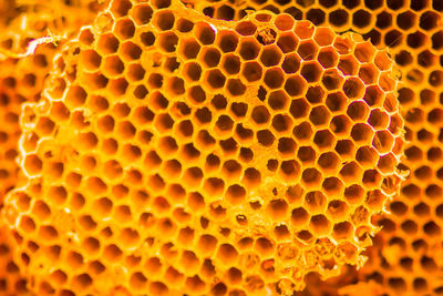 Full frame shot of bees