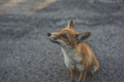 Fox on field